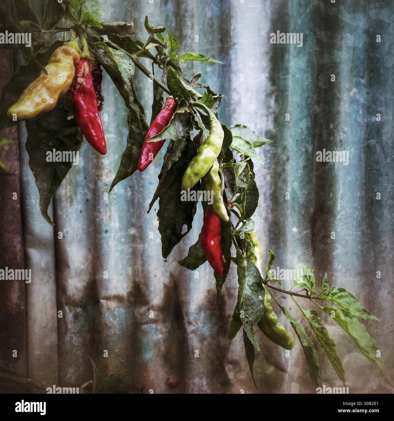 Chili Peppers selvatiche contro un stagno ondulato shack. Foto Stock