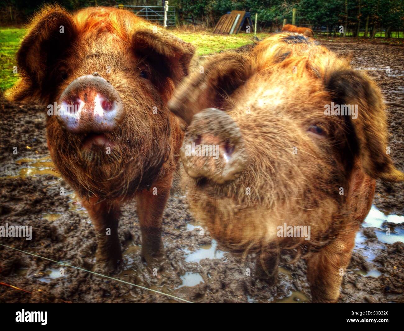 Suini domestici. Surrey, Inghilterra. Foto Stock