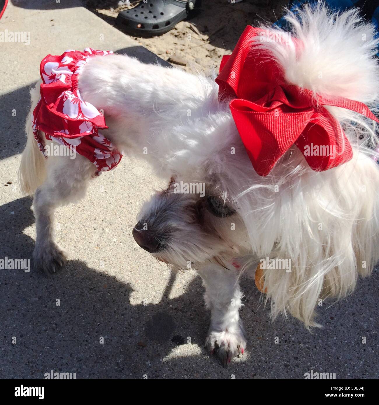 Cane bianco indossa un costume da bagno in spiaggia - Immagine stock catturata con smartphone