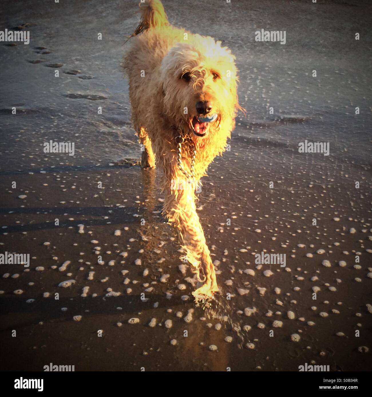 Un GoldenDoodle (mezza Golden Retriever metà Poodle) razza cane gioca fetch con una sfera sulla spiaggia al tramonto Foto Stock