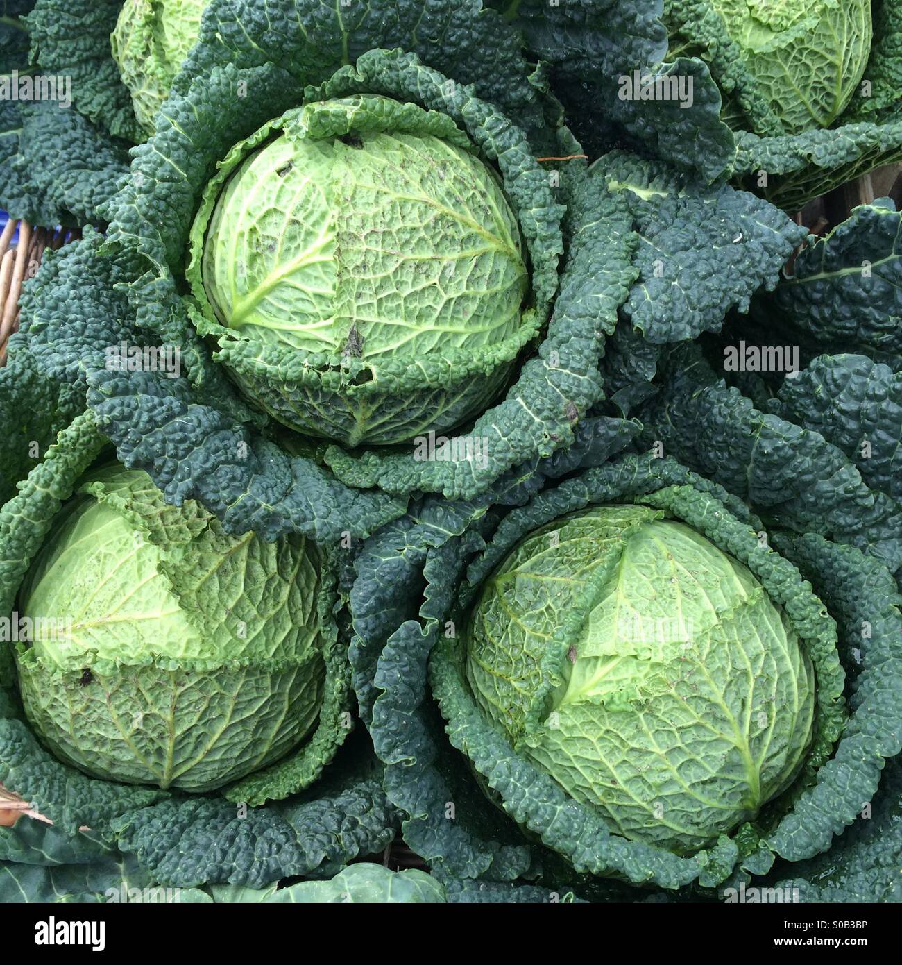 Cavoli cappucci per la vendita in un mercato degli agricoltori - Immagine stock catturata con smartphone