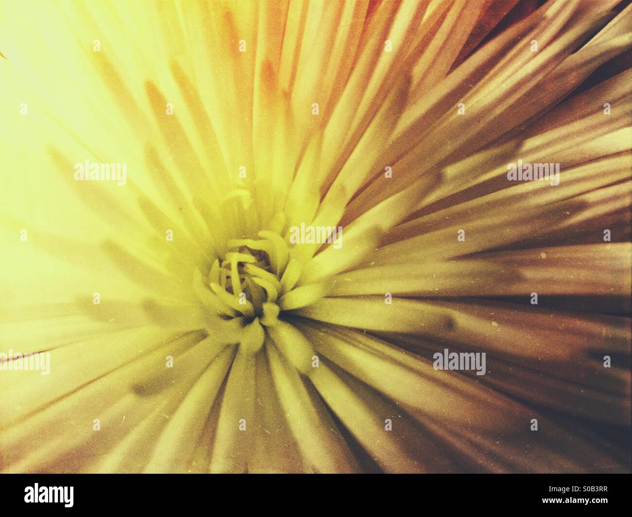 Primo piano di un crisantemo bianco petali di fiori - Immagine stock catturata con smartphone