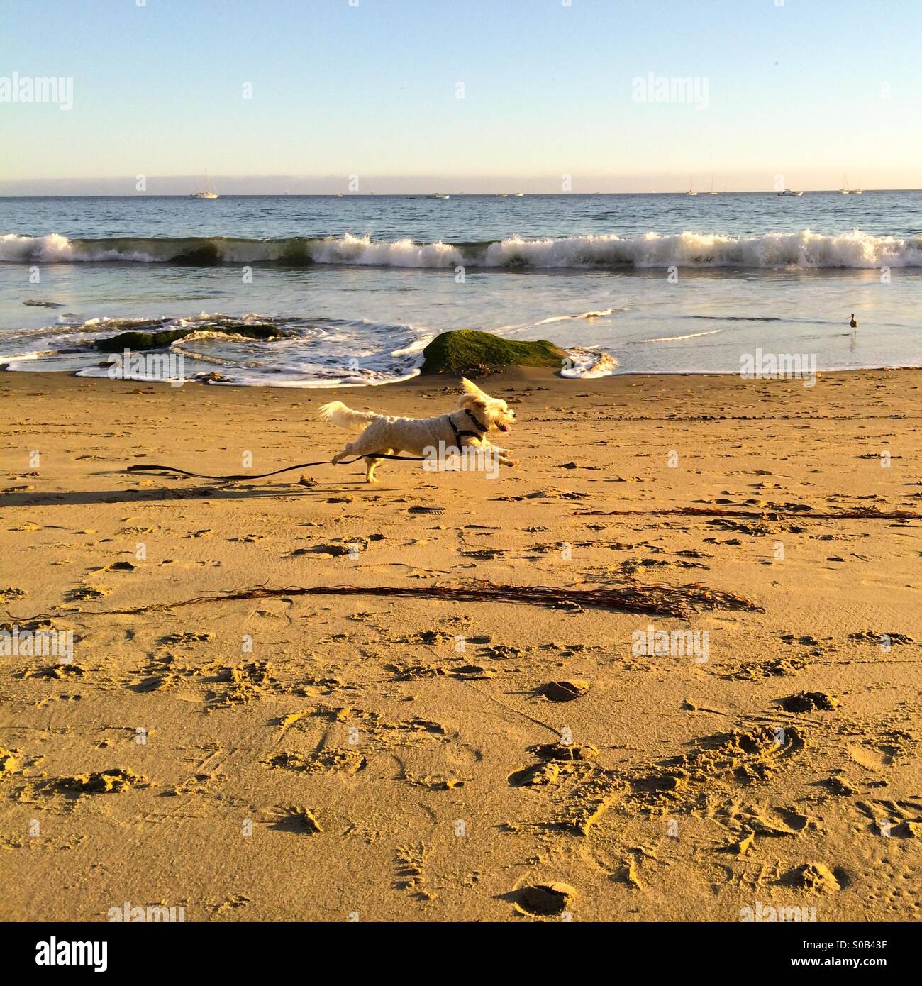 Piccolo Cane bianco a caccia di uccelli sulla spiaggia al tramonto Foto Stock