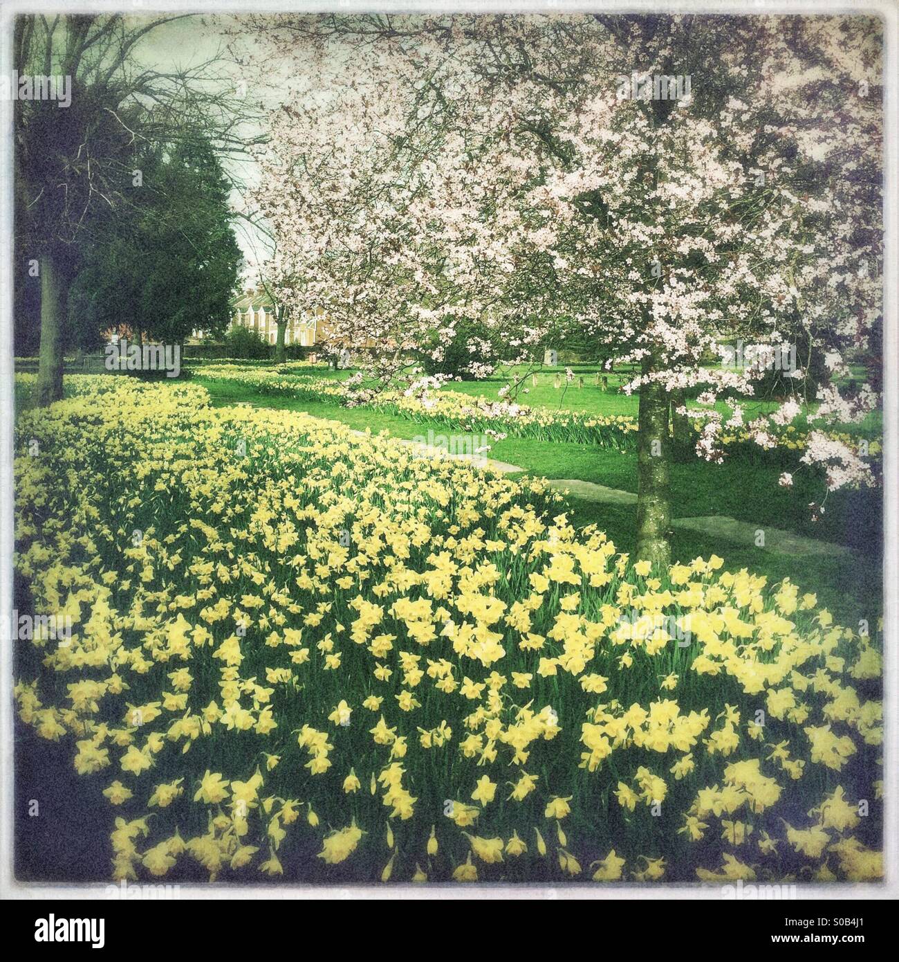 La molla narcisi e fiori di ciliegio Foto Stock