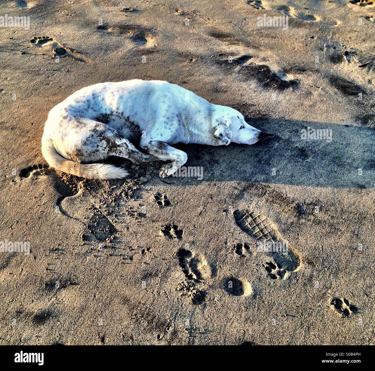 Cane in appoggio su una spiaggia, Messico - Immagine stock catturata con smartphone