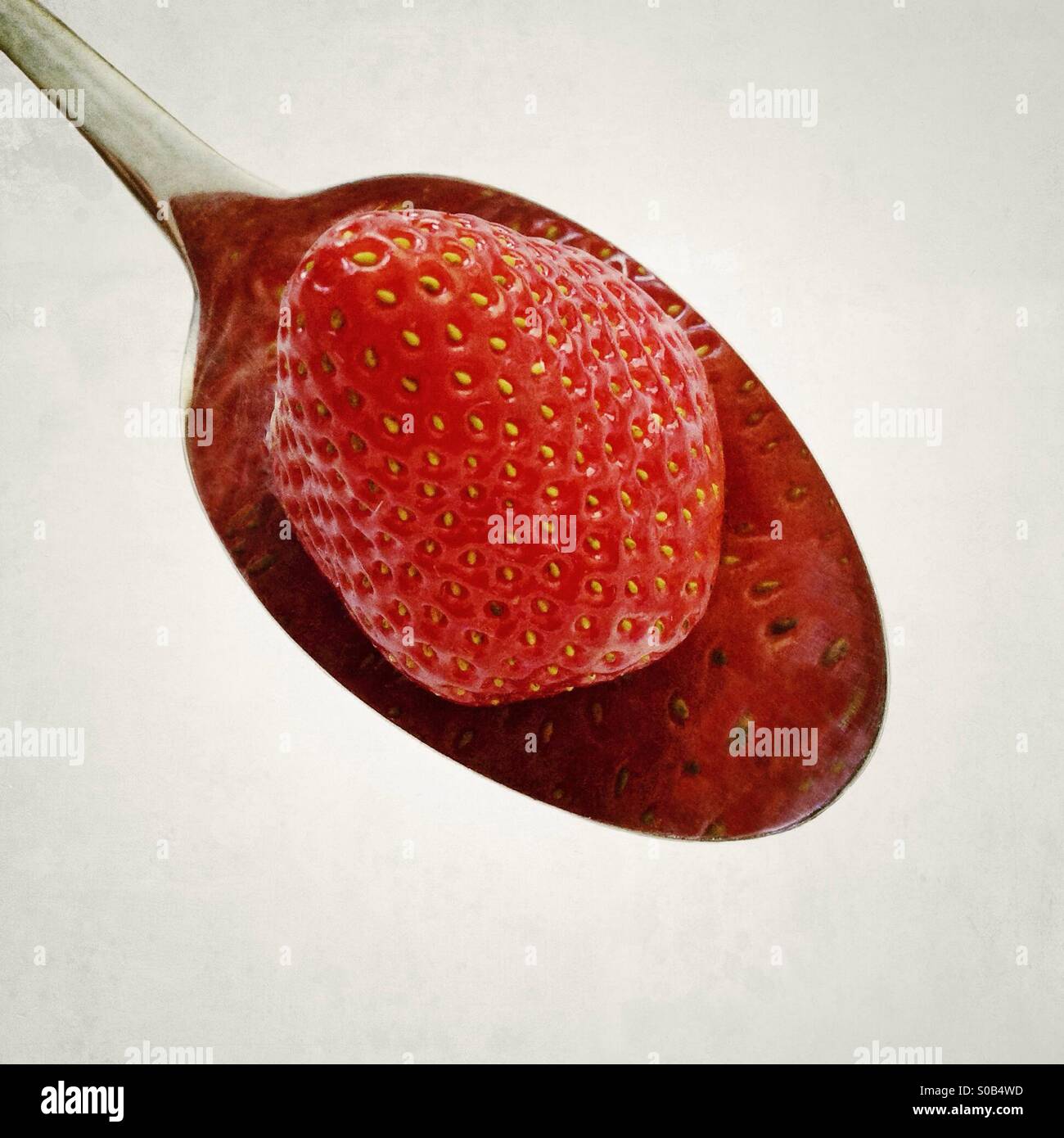 Una fragola su un cucchiaio con la riflessione. La riflessione rende la fragola simile è la fusione in una pozza. - Immagine stock catturata con smartphone
