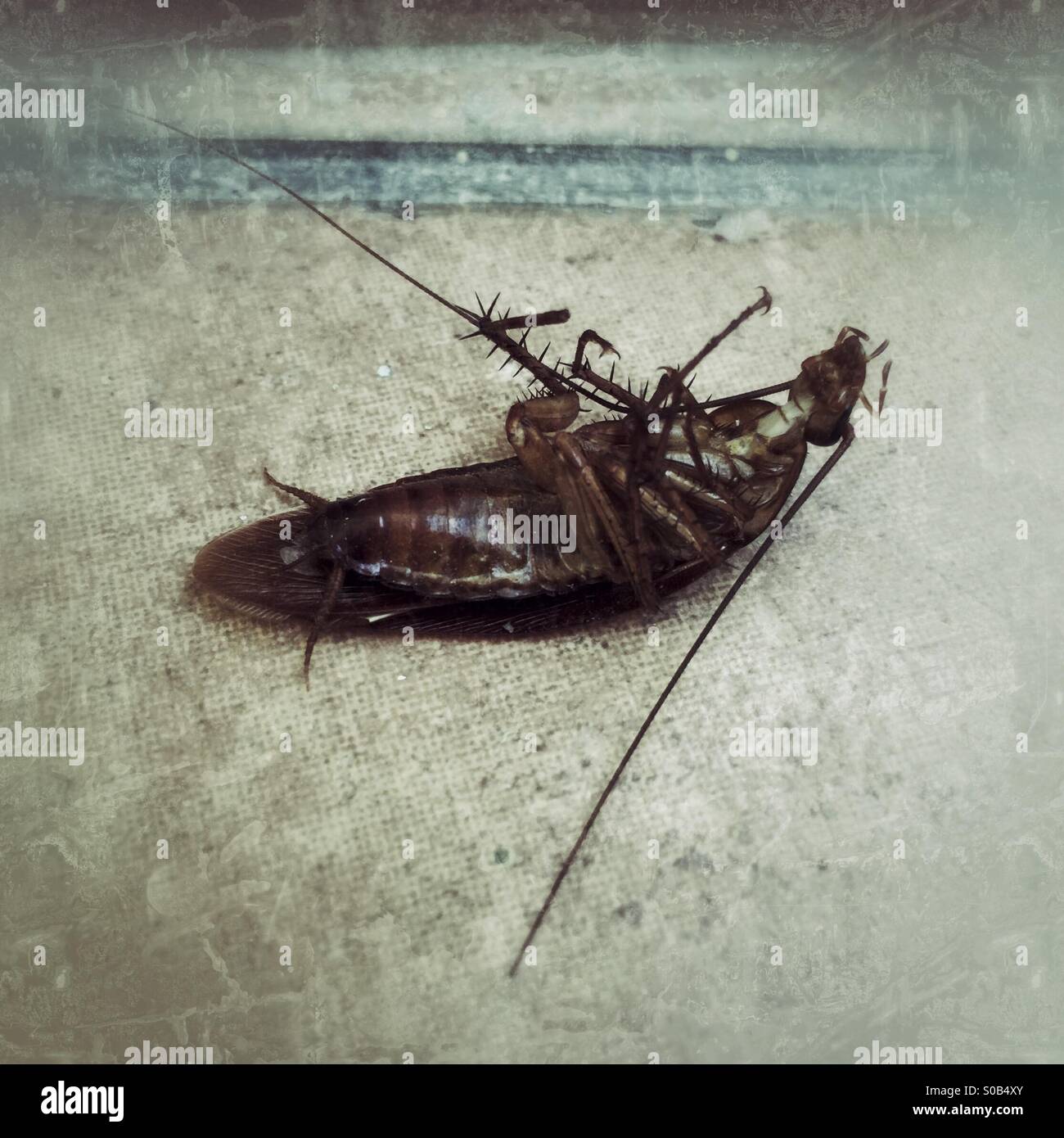 Insetto morto Foto Stock