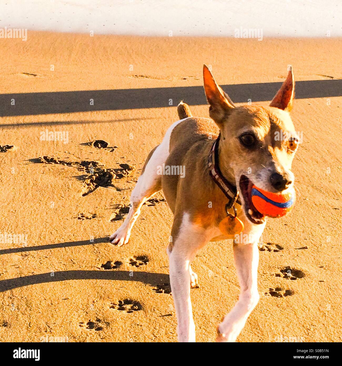 La riproduzione del cane fetch con una sfera sulla spiaggia al tramonto - Immagine stock catturata con smartphone
