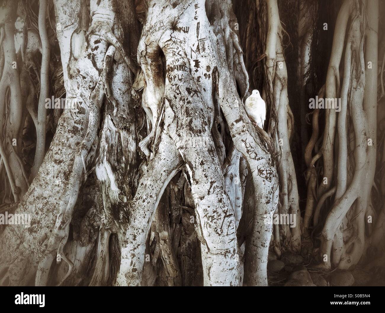 Colomba bianca seduta nella struttura ombra su Waikiki Beach in Hawaii - Immagine stock catturata con smartphone