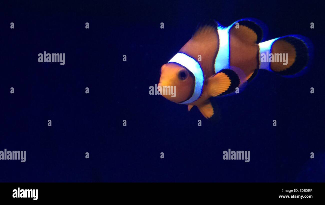 Clownfish contro profondo blu Foto Stock