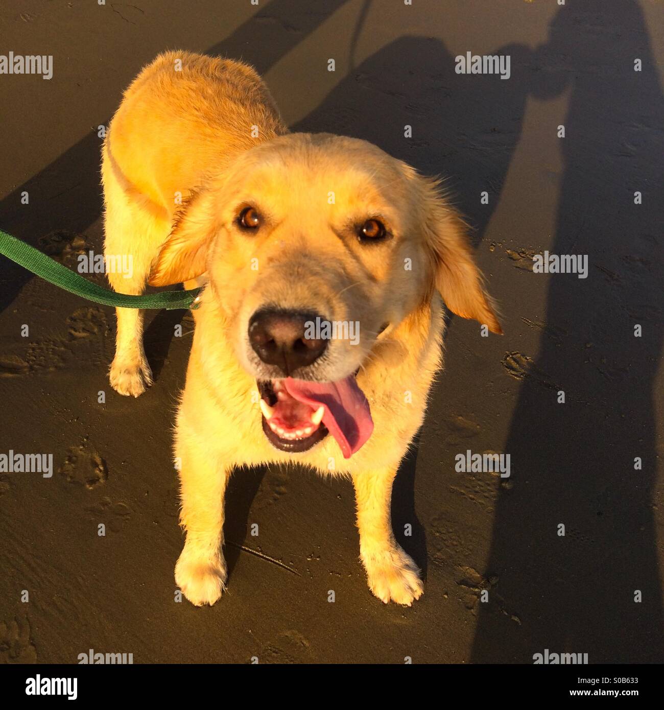 Golden (giallo) Labrador Retriever cane con la sua lingua appendere fuori sulla spiaggia al tramonto - Immagine stock catturata con smartphone