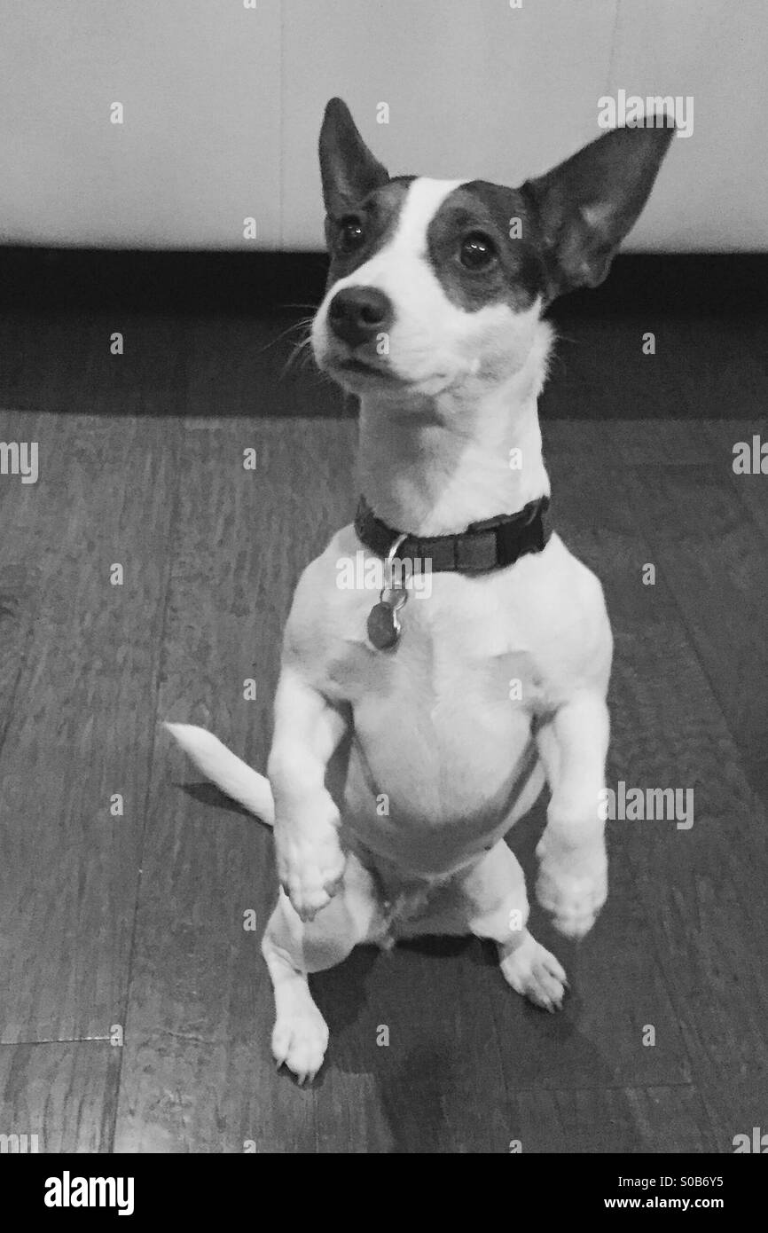 Jack Russell Terrier cane di eseguire un trick da seduto sulle sue gambe di cerva, gambe anteriori. Foto Stock