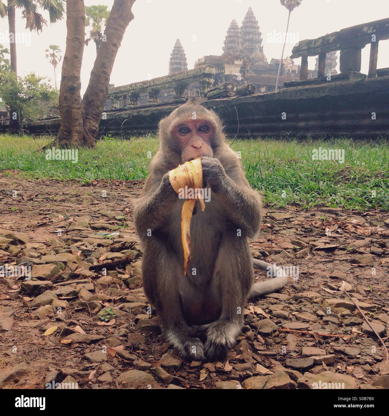 Monkey con banana a Angkor Wat Foto Stock