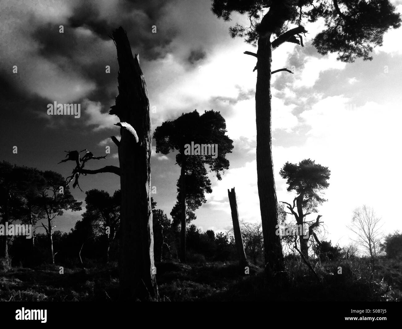 Bosco dopo una tempesta - Immagine stock catturata con smartphone