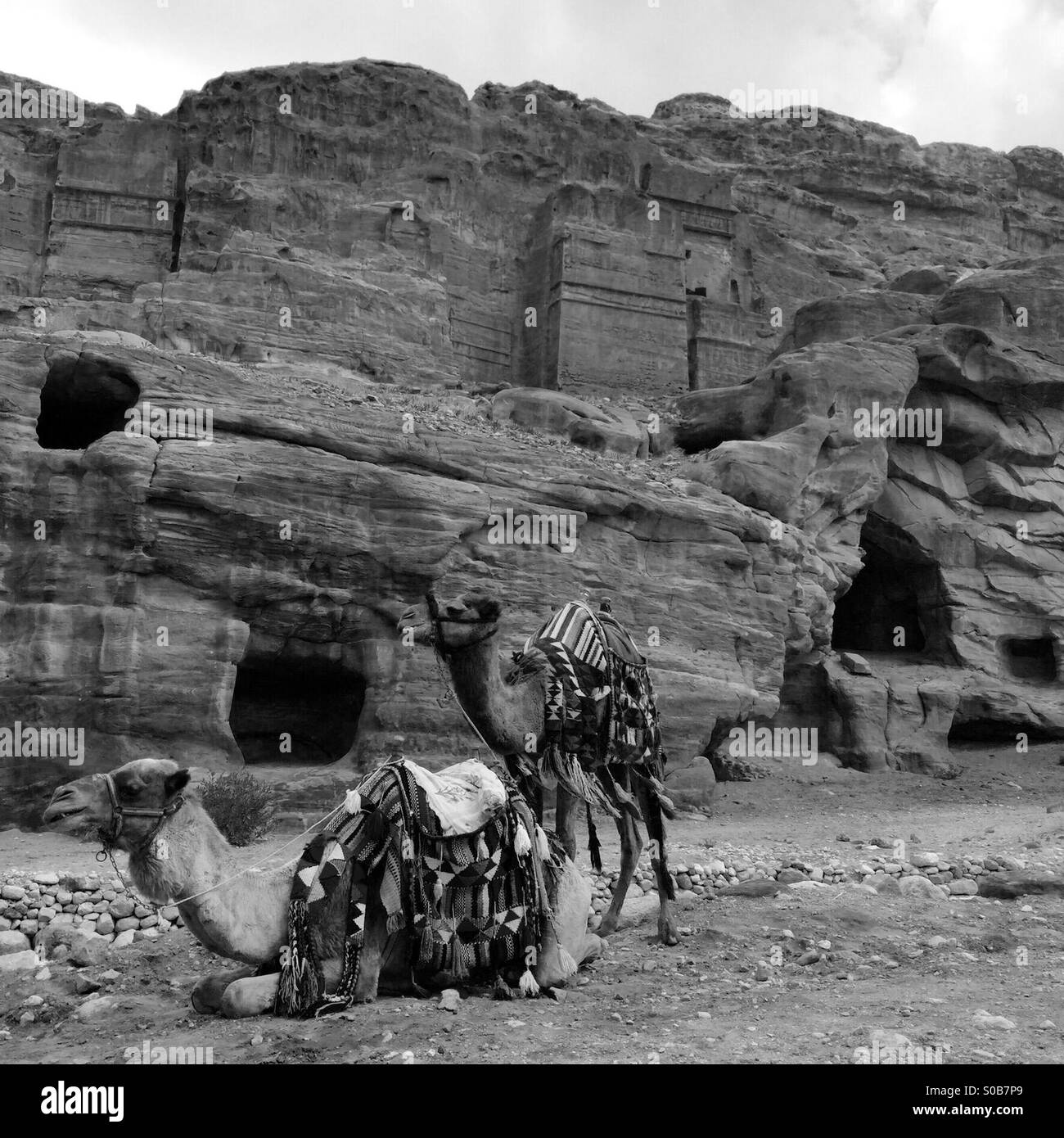 Cammelli nel deserto di Petra in Giordania. Foto Stock
