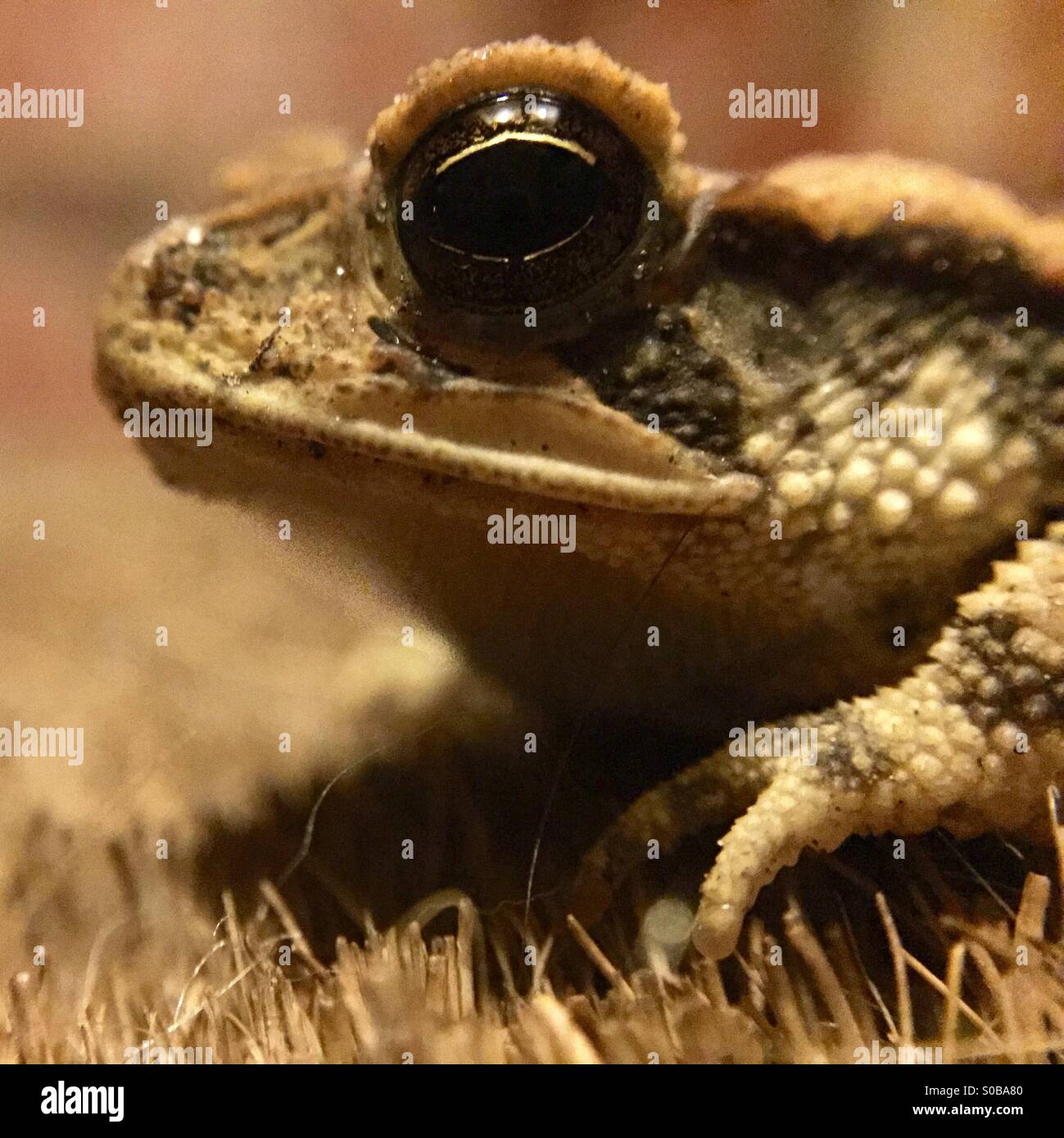 Macro occhi rospo immagini e fotografie stock ad alta risoluzione - Alamy