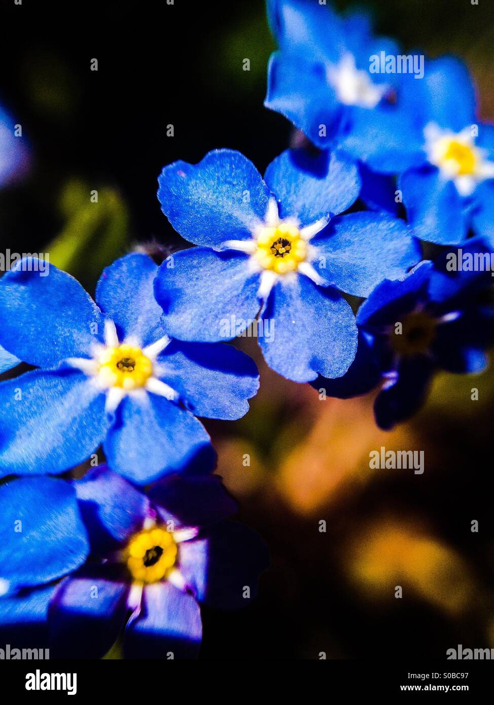 Piccoli fiori blu. - Immagine stock catturata con smartphone
