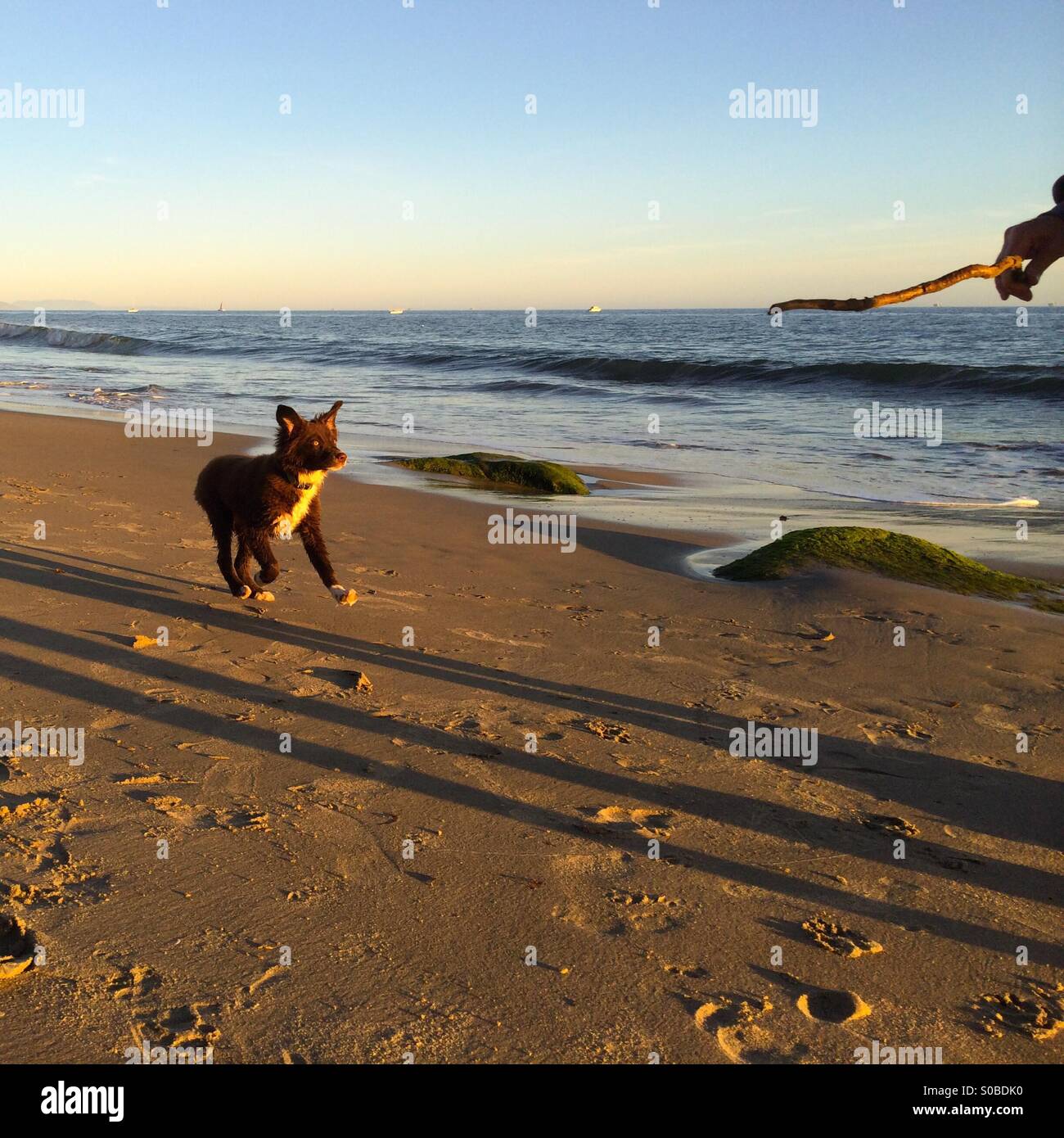 Una miniatura Australian Shepard cucciolo giocando fetch con un bastone sulla spiaggia. - Immagine stock catturata con smartphone