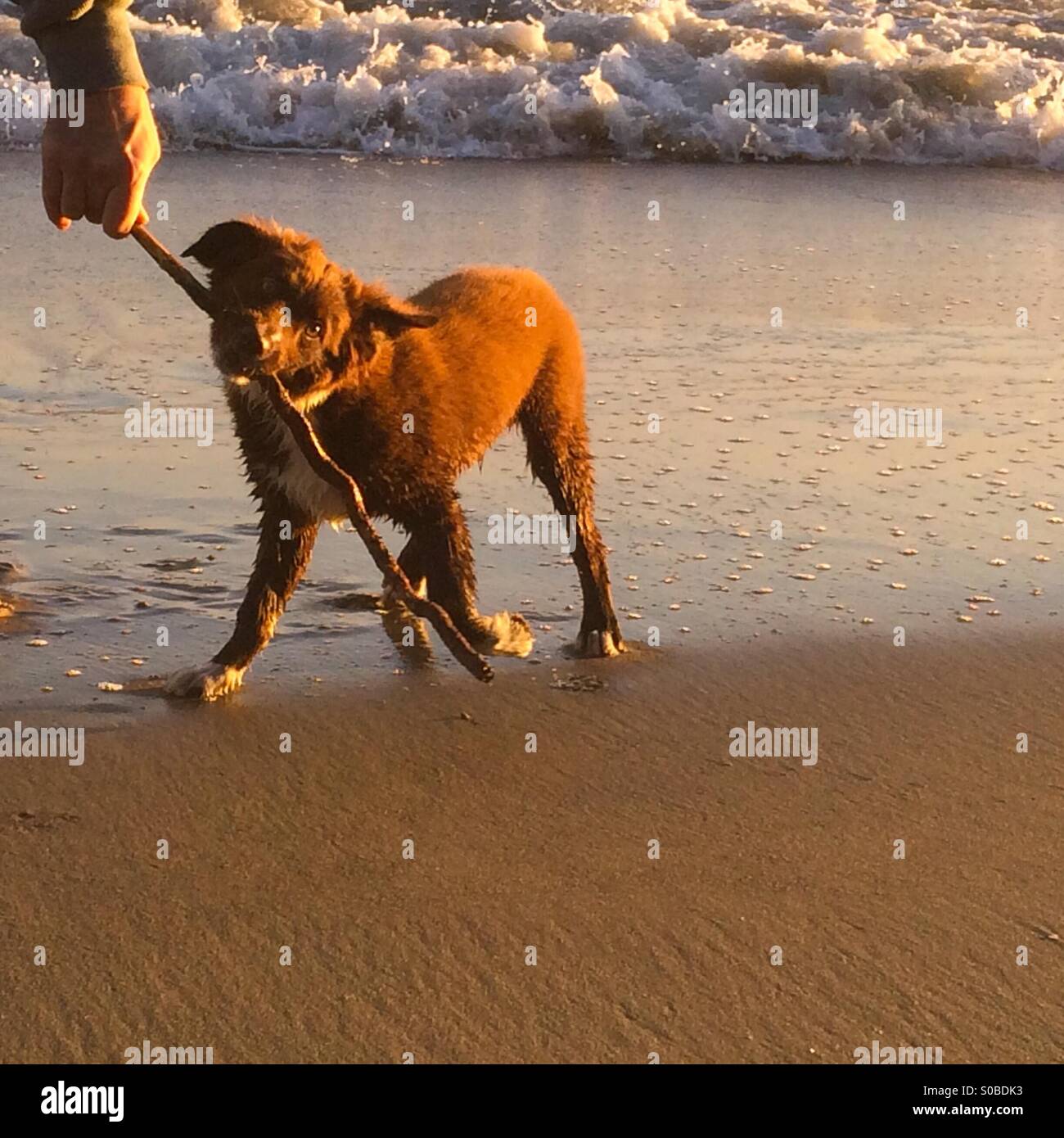 Una miniatura Australian Shepard dog playing fetch con un bastone sulla spiaggia - Immagine stock catturata con smartphone