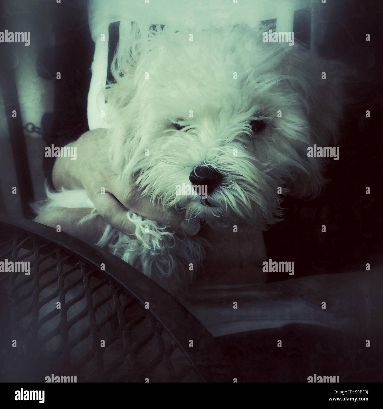 Carino bianco di razza mista cucciolo di salvataggio - Immagine stock catturata con smartphone