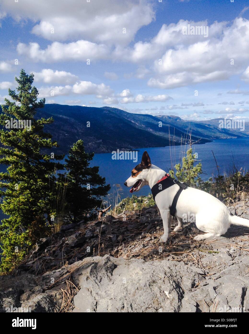 Dog sitter su una scogliera che si affaccia su un lago, ansimando e guardando in lontananza su una escursione. - Immagine stock catturata con smartphone