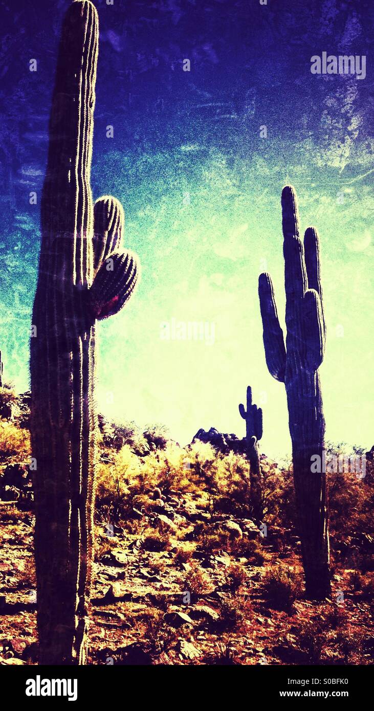 Cacti in Arizona. - Immagine stock catturata con smartphone