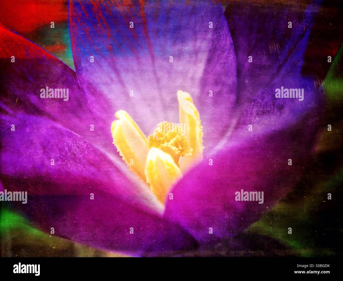 Fiore del croco - Immagine stock catturata con smartphone