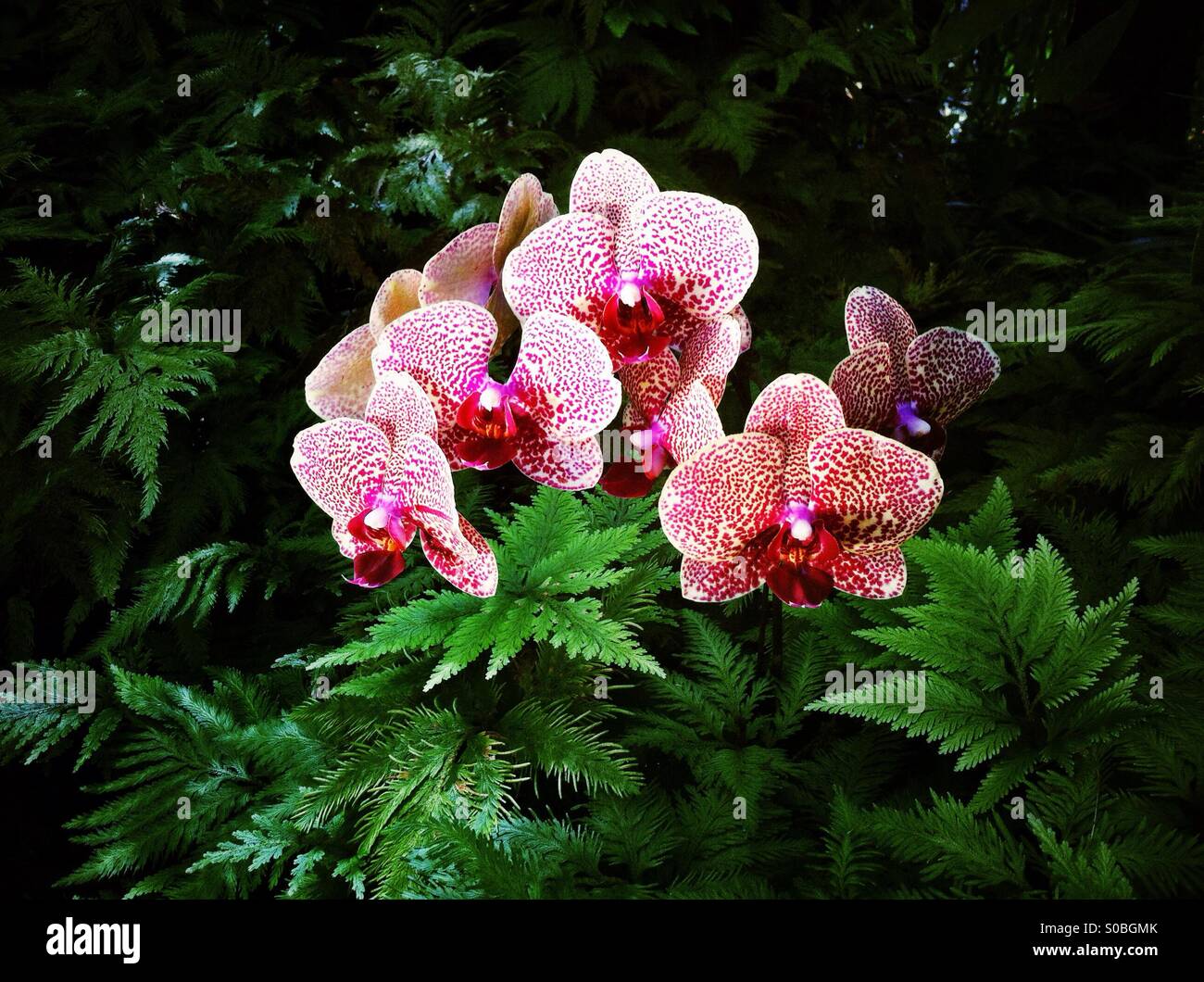 Fioritura di orchidee per motivi di Hawaii giardino botanico - Immagine stock catturata con smartphone