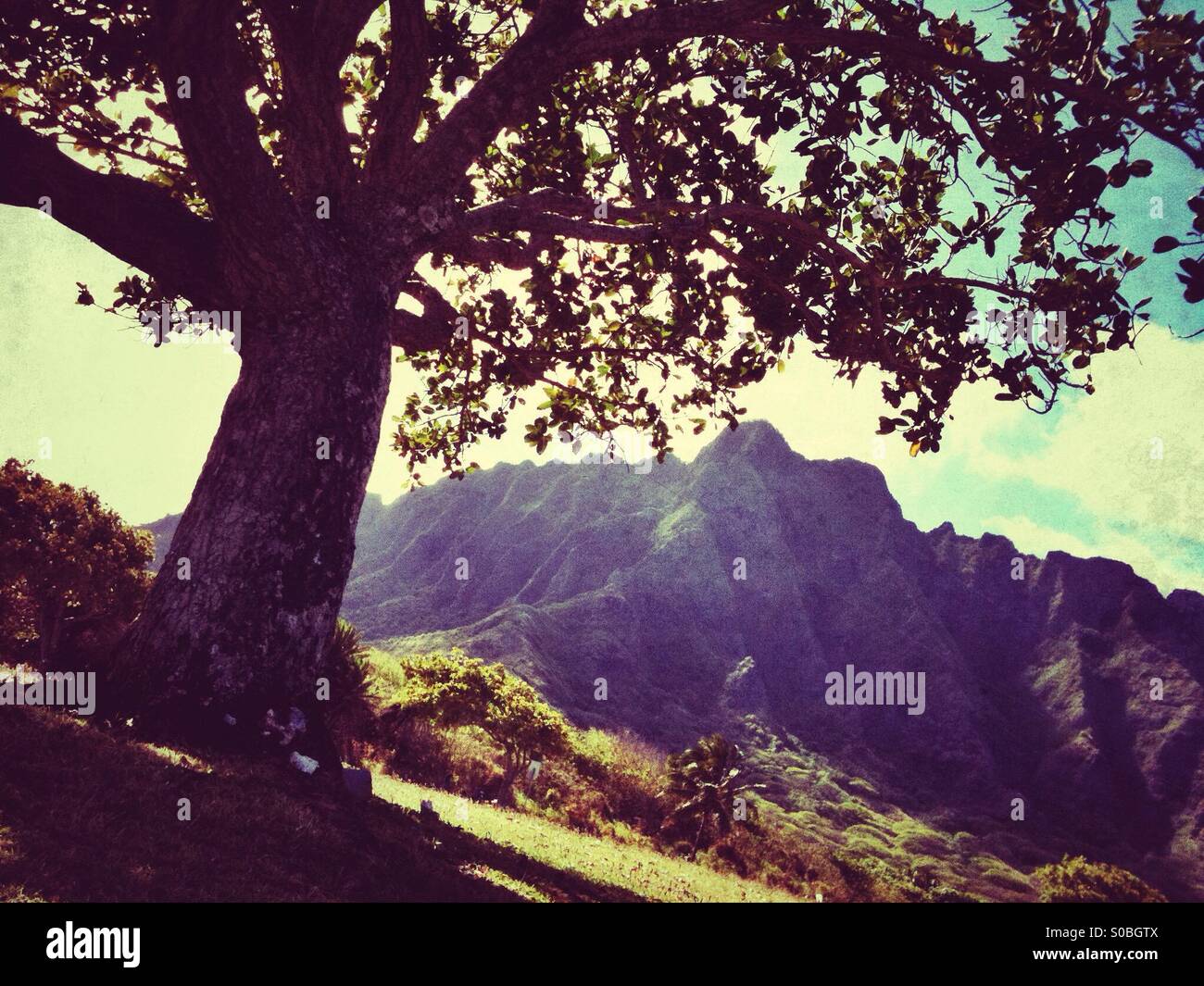 Grandi noci macadamia tree in un parco a est dell'isola di Oahu nelle Hawaii Foto Stock