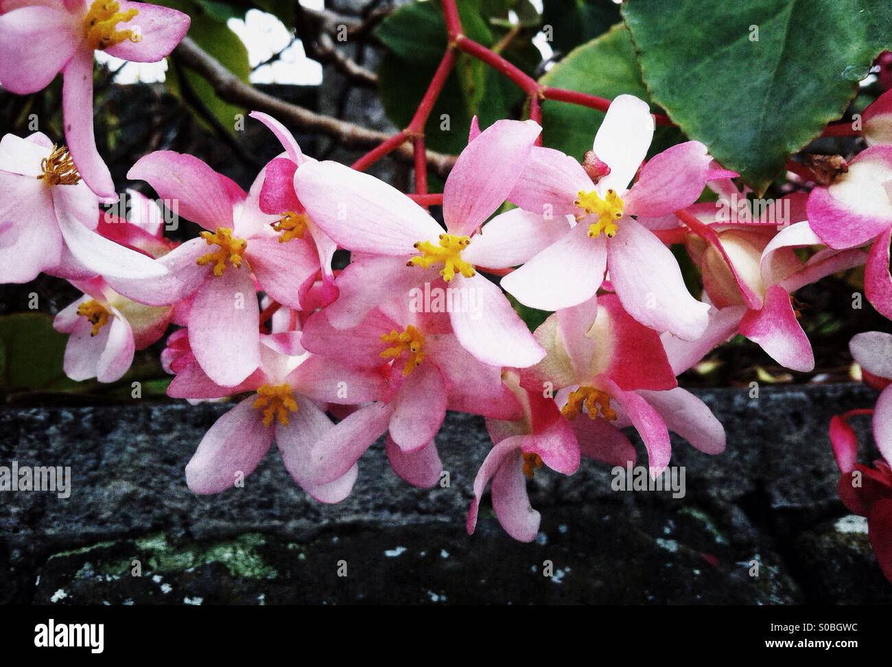 Fresh fragile begonia fiori in Hawaii - Immagine stock catturata con smartphone