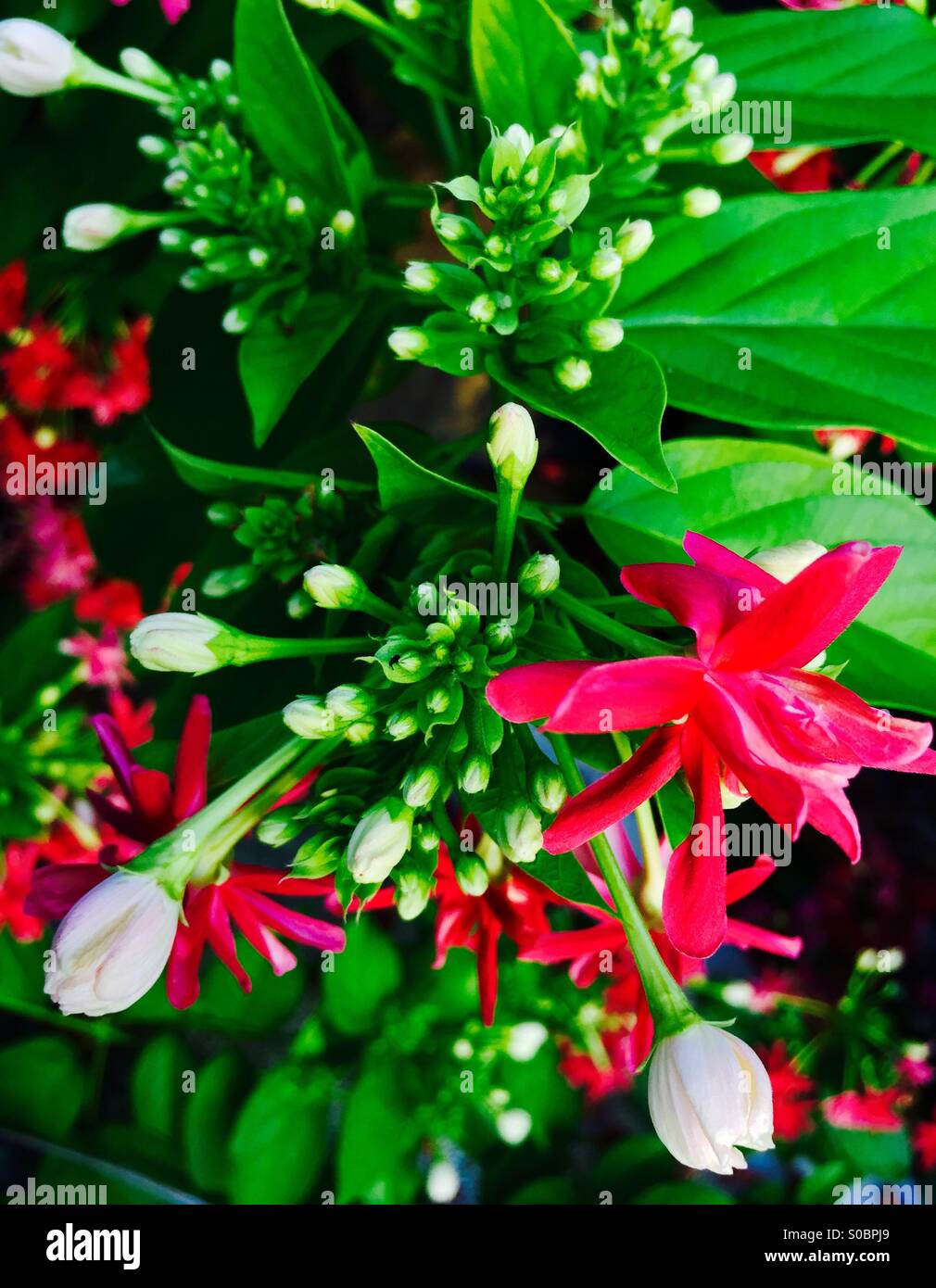 Fiore selvaggio. Foto Stock