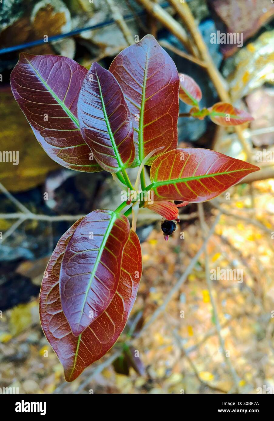 Foglie giovani - Immagine stock catturata con smartphone