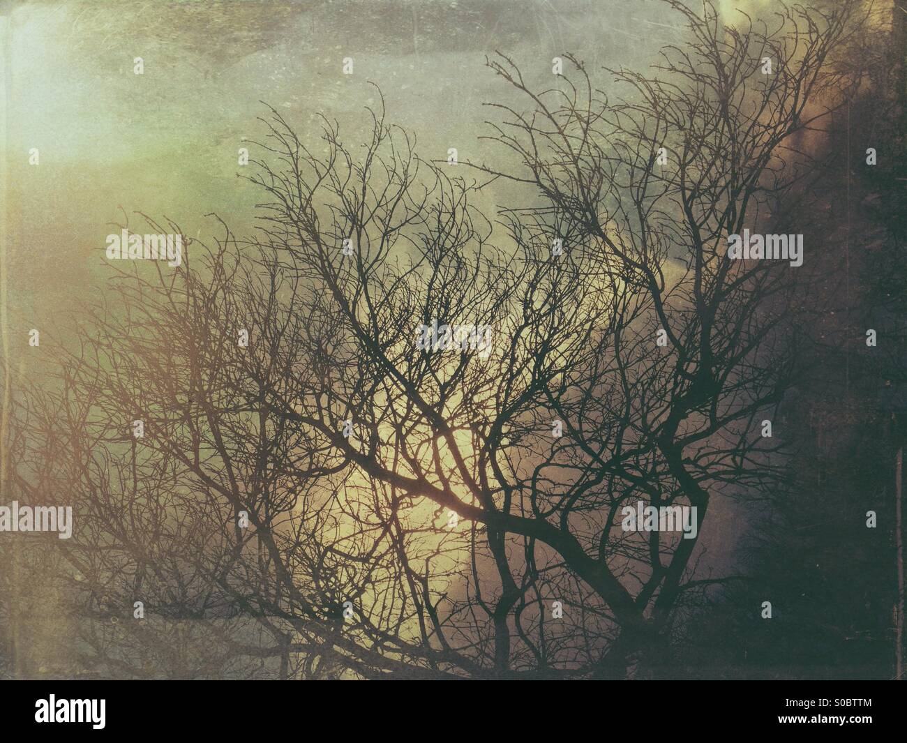 Silhouette di alberi contro un cielo nuvoloso - Immagine stock catturata con smartphone