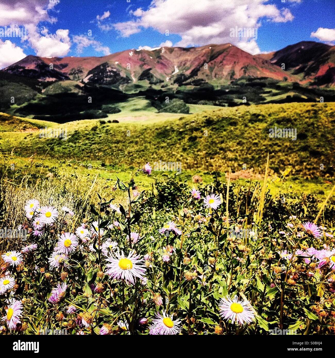 Crested Butte di fiori selvatici, Colorado Foto Stock