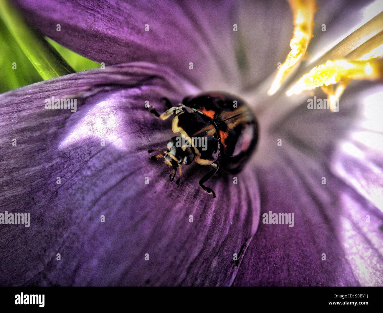Beetle su crocus - Immagine stock catturata con smartphone