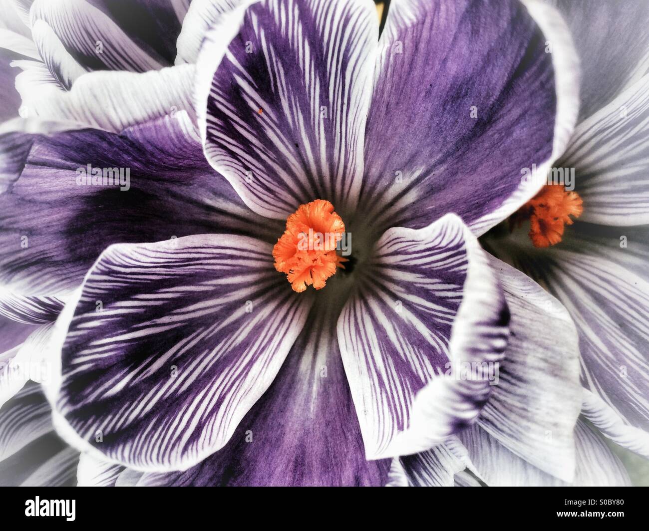 Crocus - Immagine stock catturata con smartphone