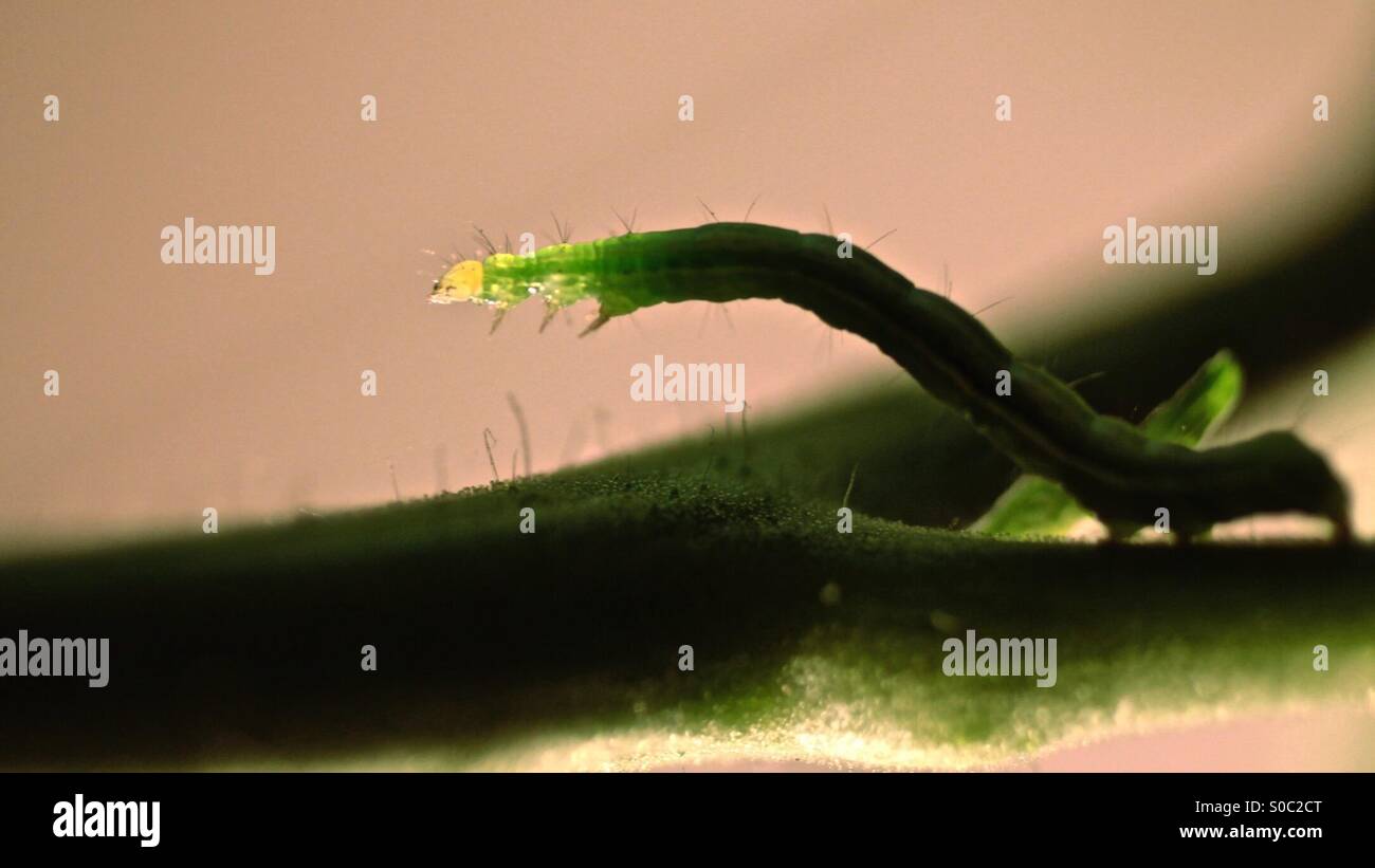 Caterpillar sulla lamina Foto Stock