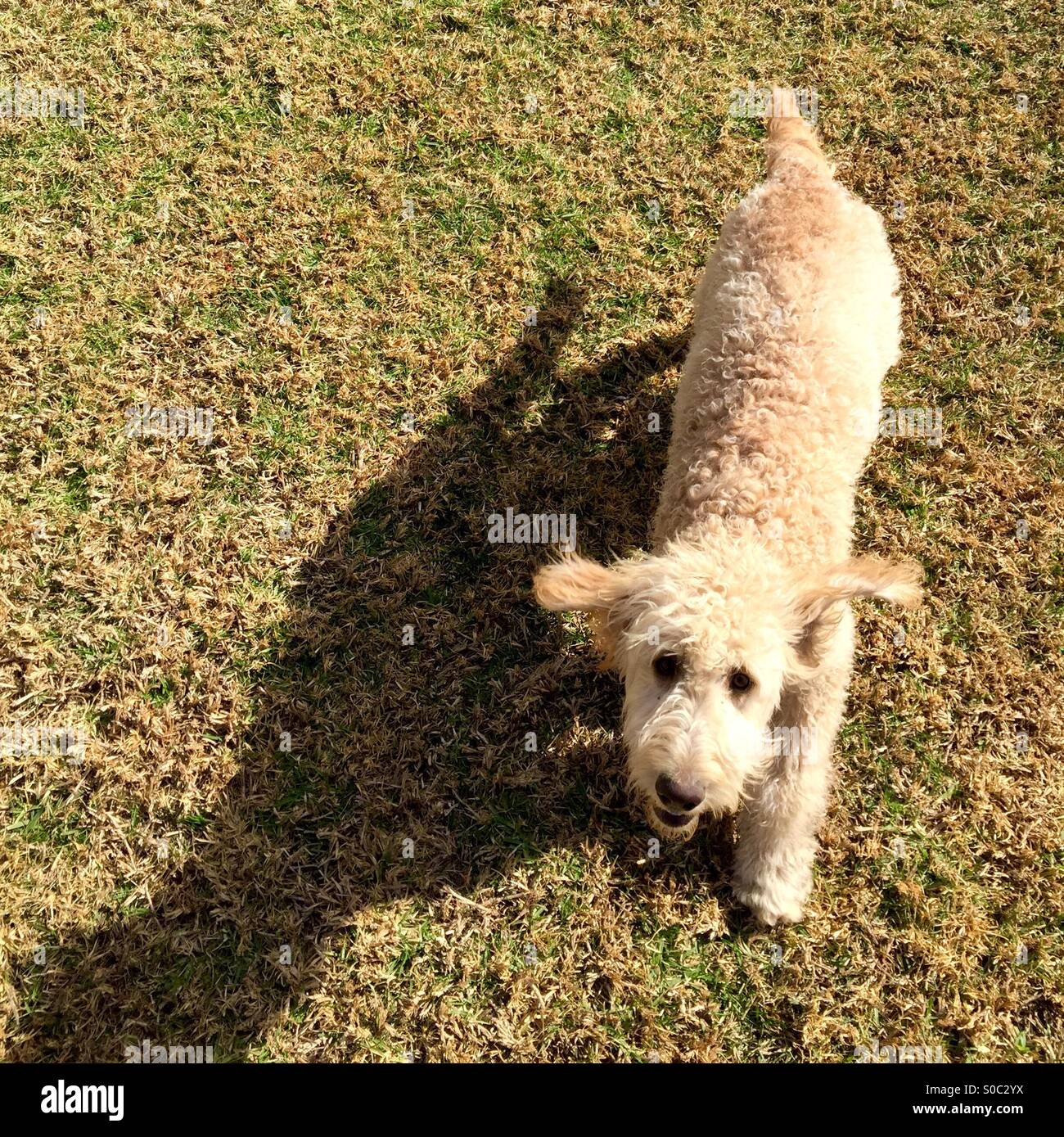 Una bionda cucciolo di cane labradoodle gioca. - Immagine stock catturata con smartphone