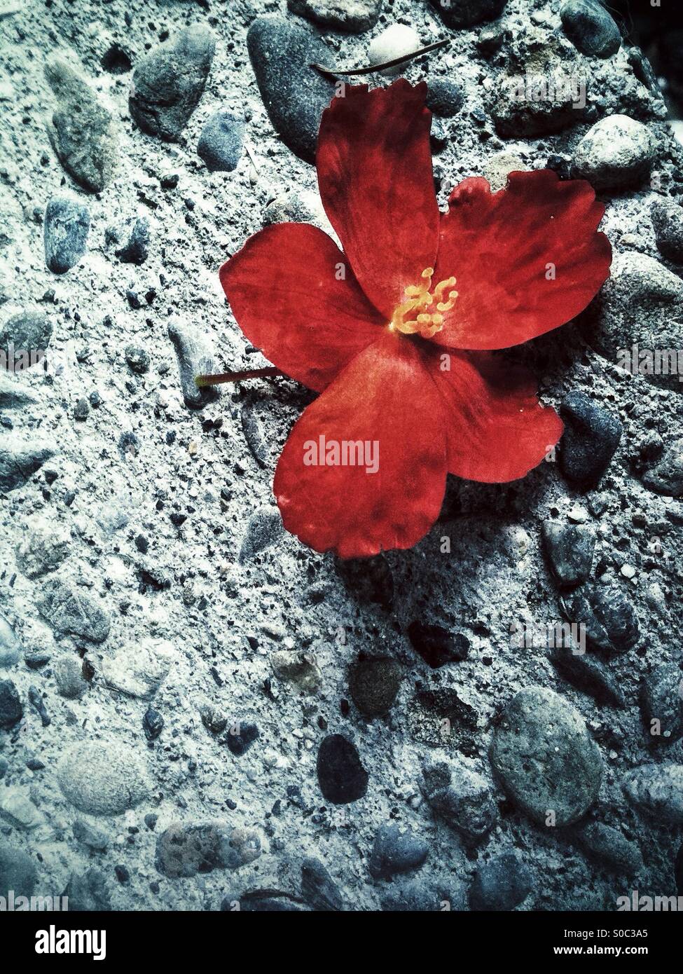 Fiore rosso su una superficie rocciosa - Immagine stock catturata con smartphone