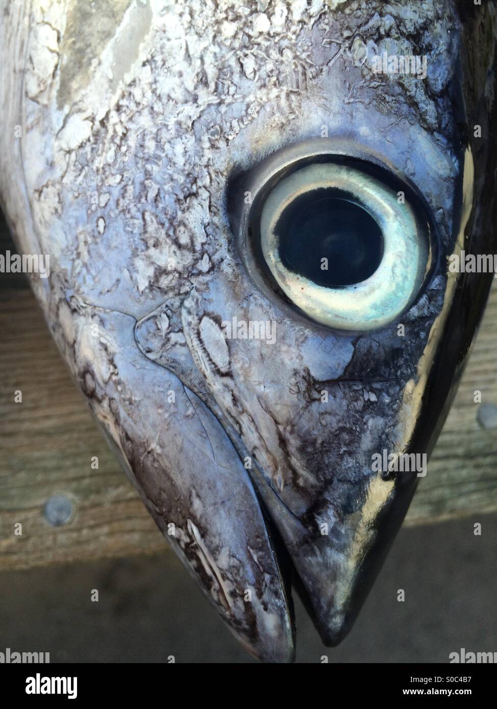 Occhio di pesce Foto Stock