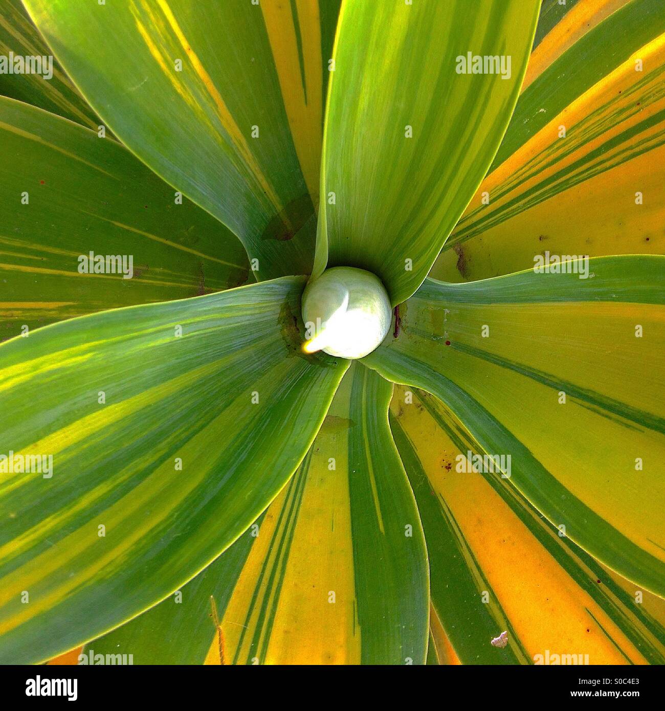 Simmetria succulenti piuttosto bella meravigliosa in Santa Barbara in California Foto Stock