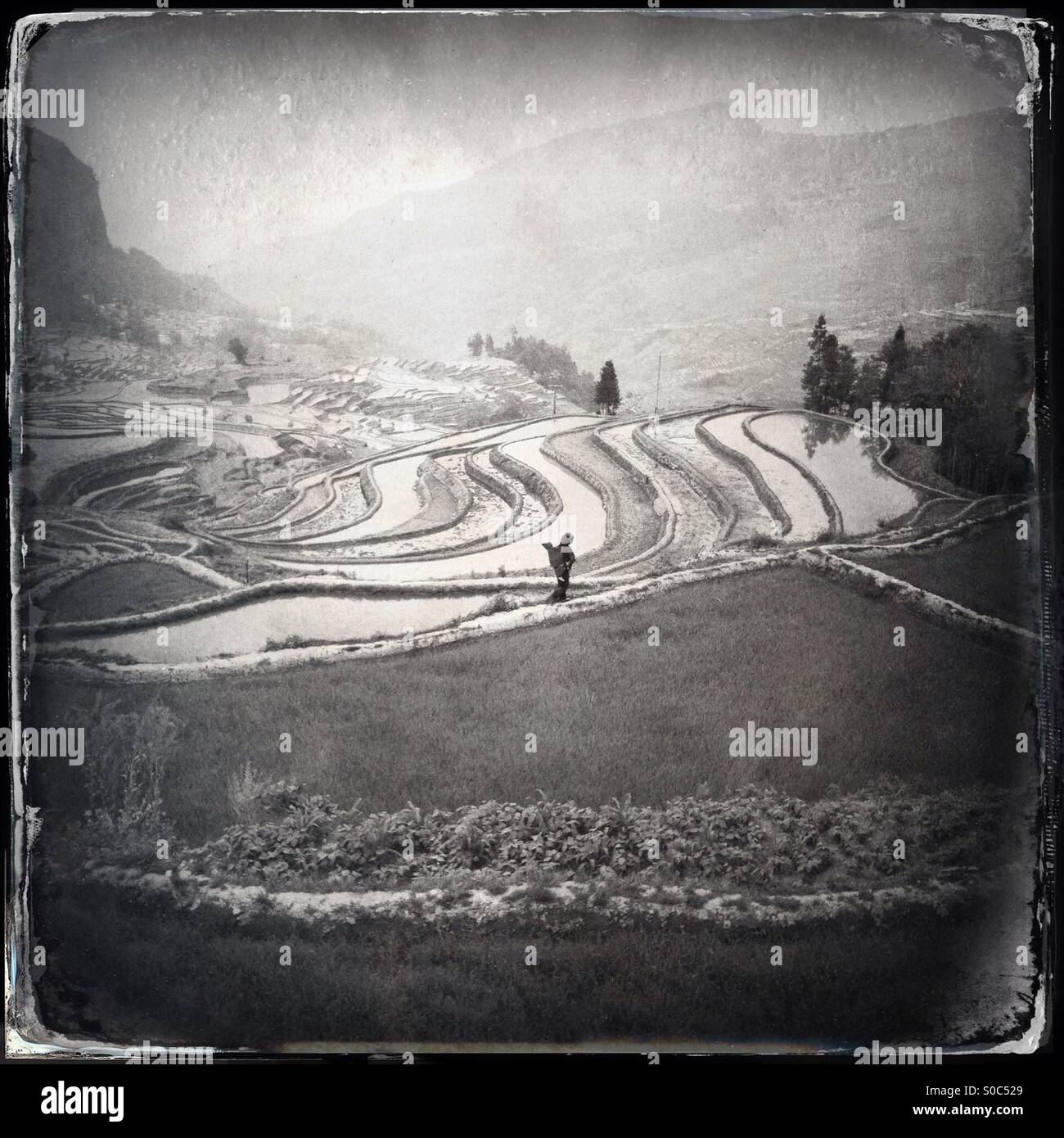 Coltivatore a piedi attraverso la risaia terrazze, yuangyang, honghe prefettura, Yunnan, Cina - Immagine stock catturata con smartphone