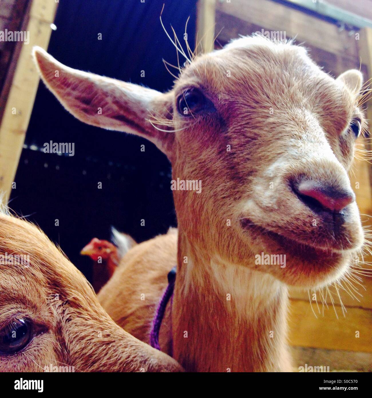 Curioso capre pigmee - Immagine stock catturata con smartphone
