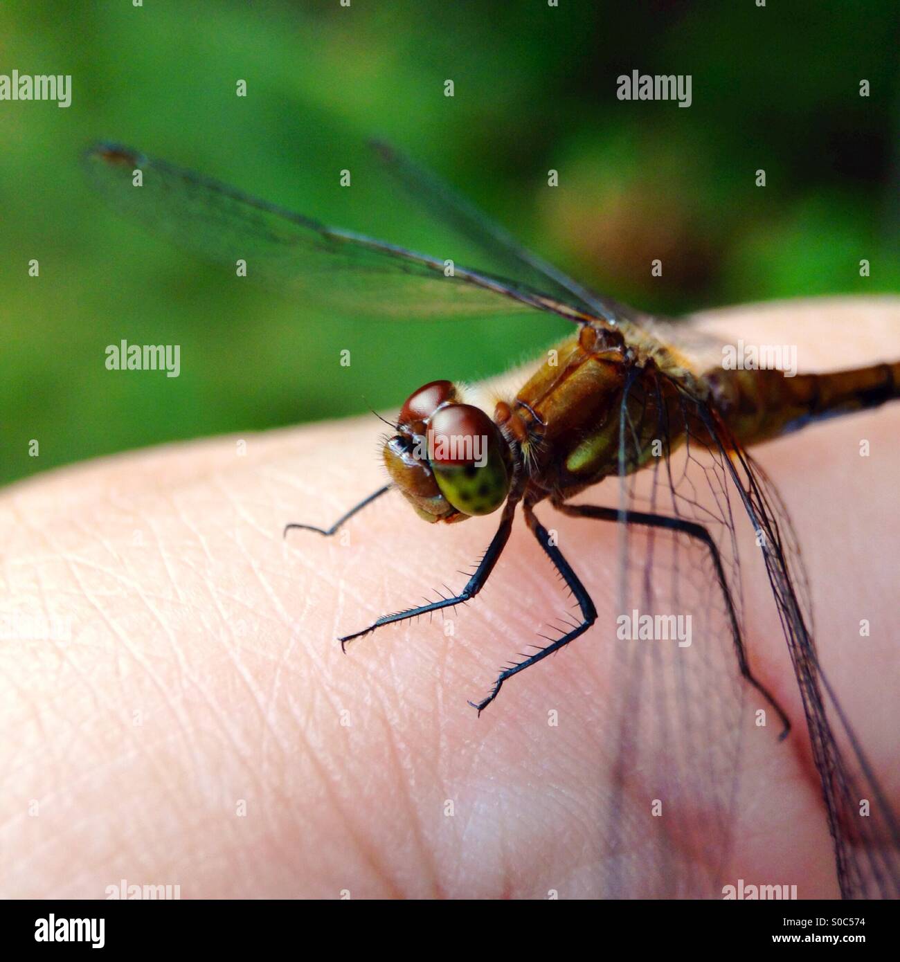 Dragonfly sulla mia mano - Immagine stock catturata con smartphone