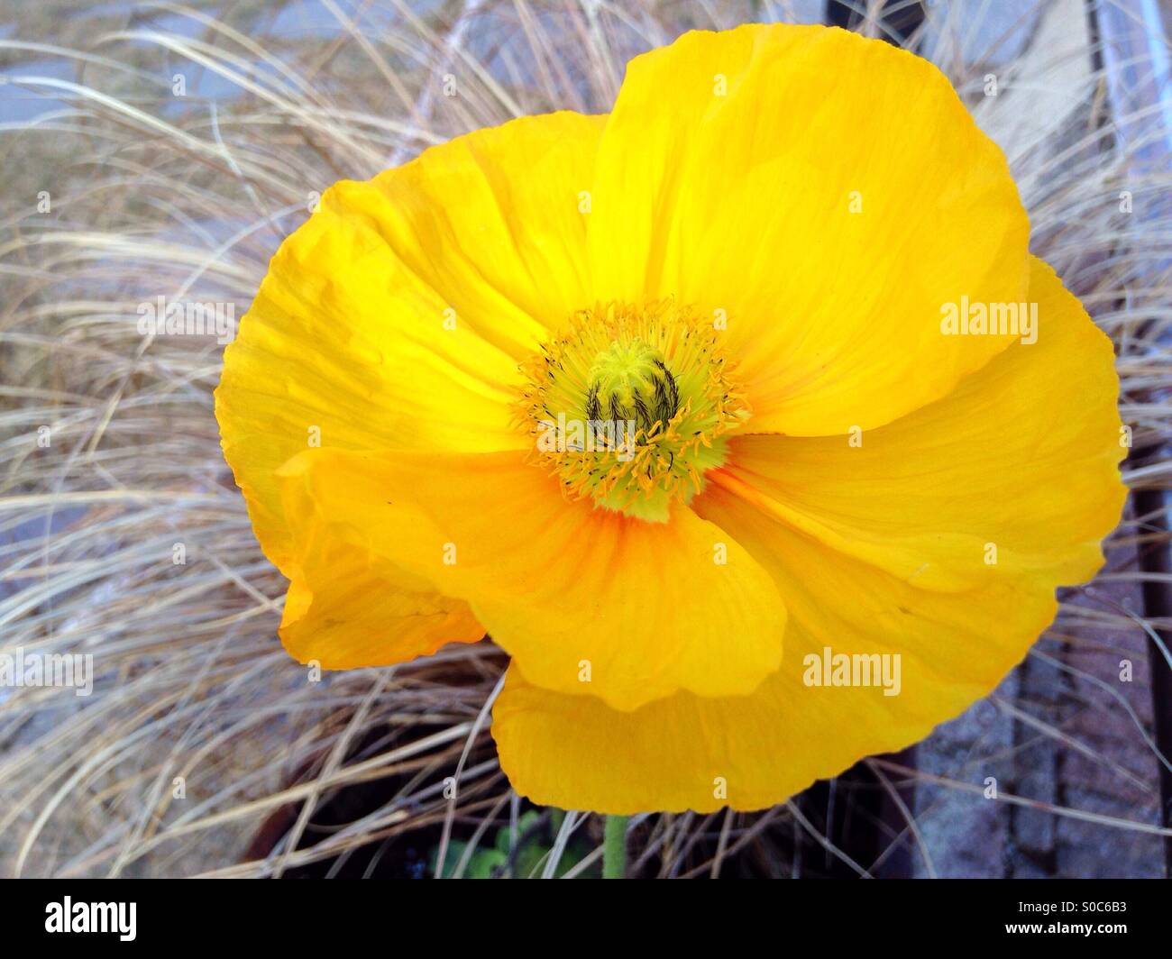 Papavero giallo - Immagine stock catturata con smartphone