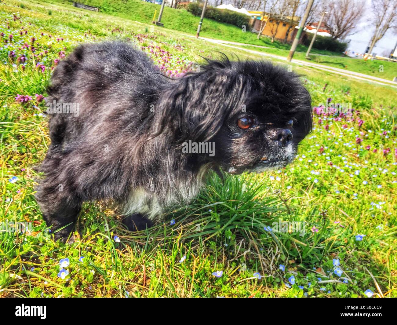 Cane nel parco Foto Stock