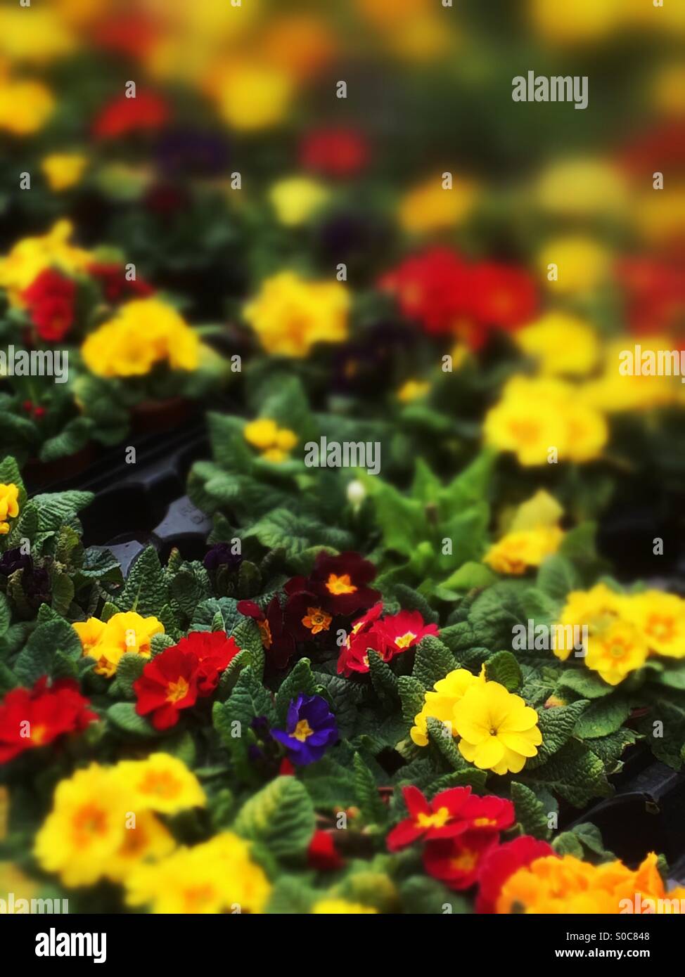Primula - Immagine stock catturata con smartphone