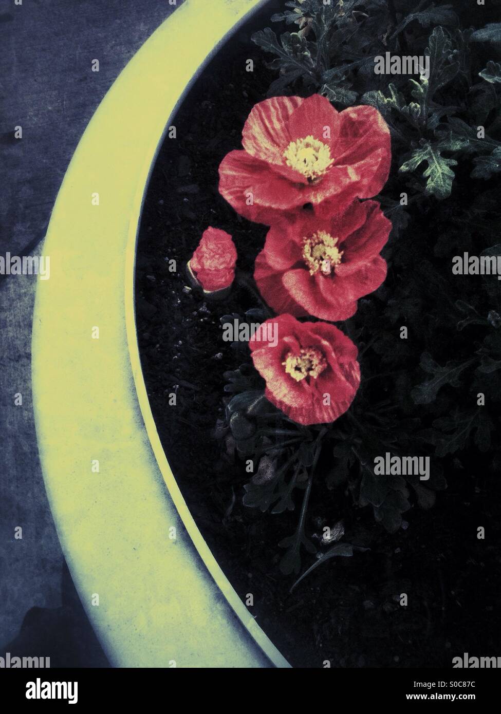 Papaveri rossi in un grande contenitore della piantatrice - Immagine stock catturata con smartphone