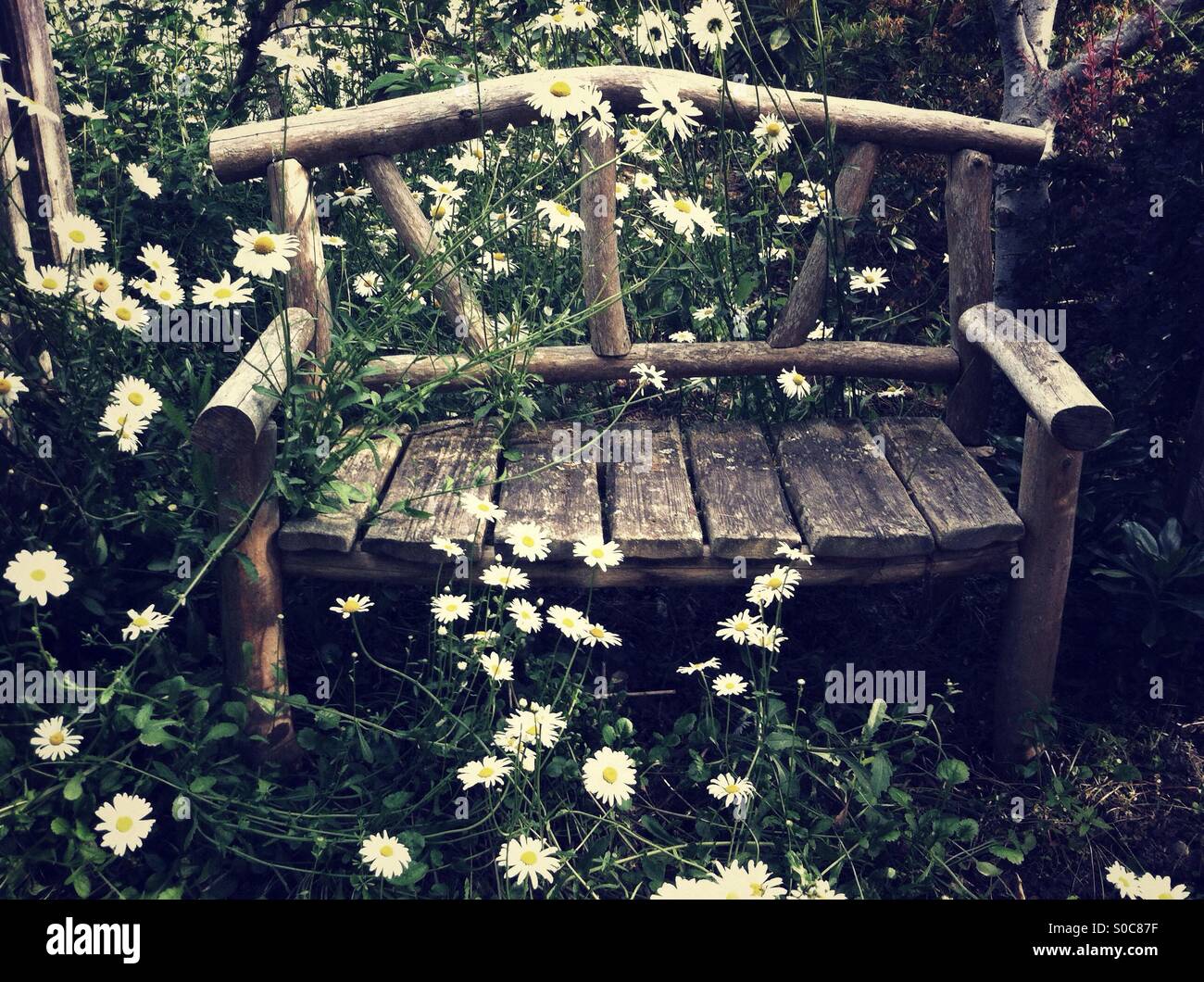Rustico panca di legno circondato da bianche margherite in estate Foto Stock