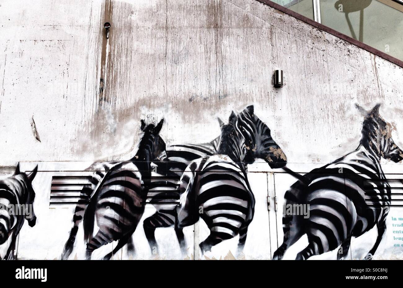 Graffiti pittura vista posteriore zebre in esecuzione sulla parete - Immagine stock catturata con smartphone